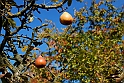 San damiano d'Asti - Colori d'autunno 2009_08